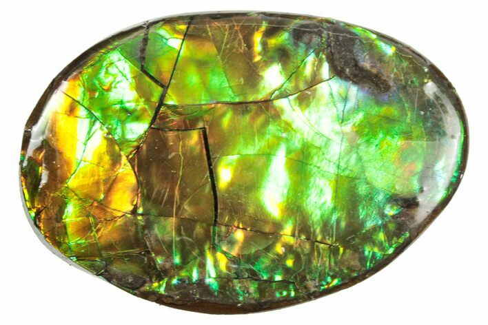 Flashy Ammolite (Fossil Ammonite Shell) - Greens & Oranges #357595